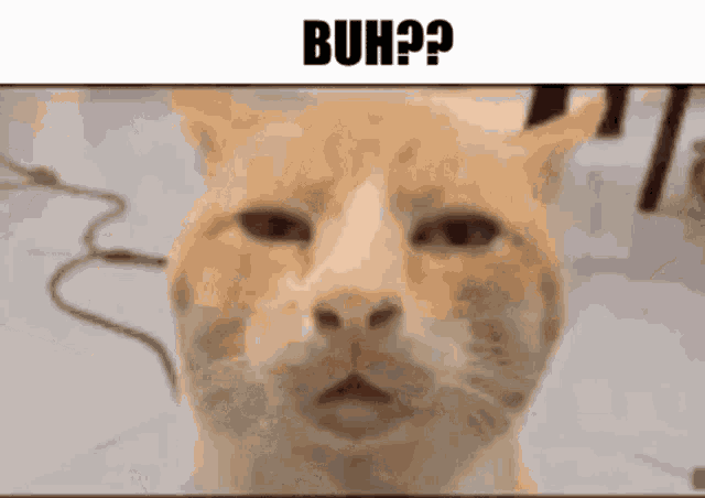 Buh Cat GIF