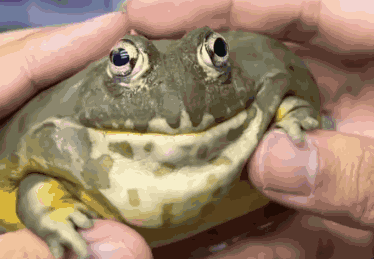 Bullfrog Dancing Frog GIF