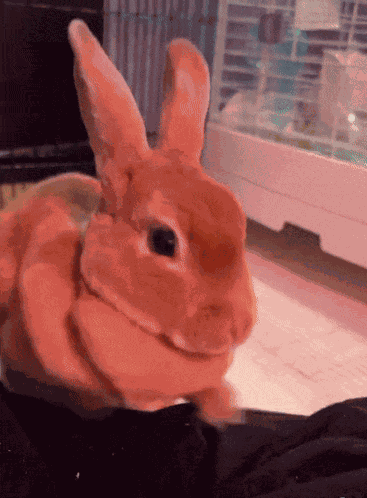 Bunny Angry GIF