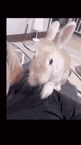 Bunny Bunnies GIF