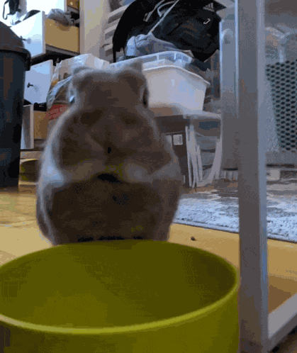 Bunny Bunny Eating GIF