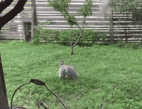 Bunny Bunny Jump GIF