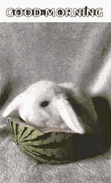 Bunny Buns GIF