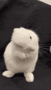 Bunny Buns GIF