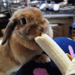 Bunny Eating GIF