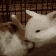 Bunny Grooming GIF