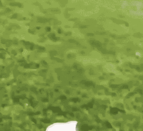 Bunny Hop Rabbit GIF