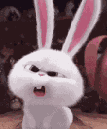 Bunny Huh GIF