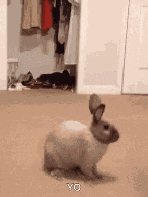 Bunny Jump GIF