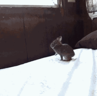 Bunny Jumping GIF