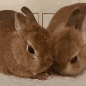 Bunny Kiss Bunny Cuddle GIF