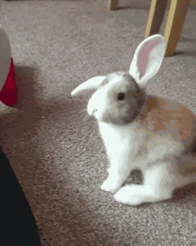 Bunny GIF