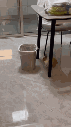 Bunny Rabbit GIF