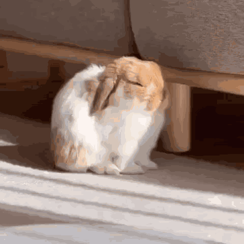 Bunny Rabbit GIF