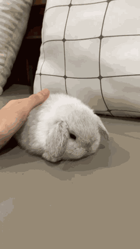 Bunny Rabbit GIF