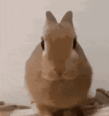 Bunny Rabbit GIF