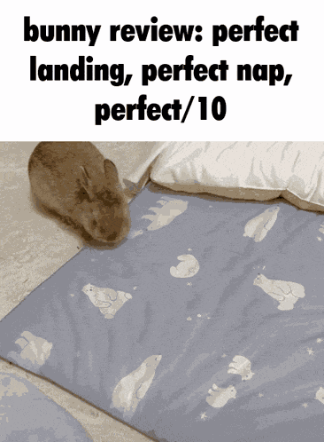 Bunny Rabbit GIF GIF