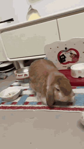 Bunny Rabbit GIF