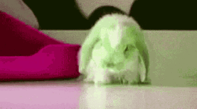 Bunny Sad GIF