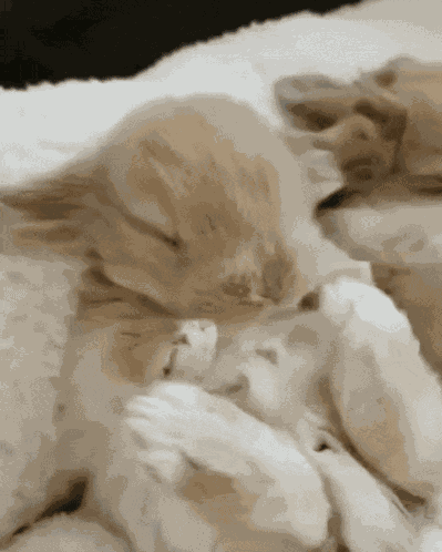 Bunny Stretch Baby Bunny GIF