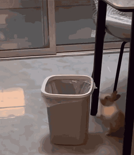 Bunny Stupid Bunny GIF