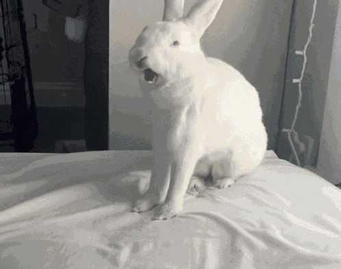Bunny Yell Bunny Scream GIF