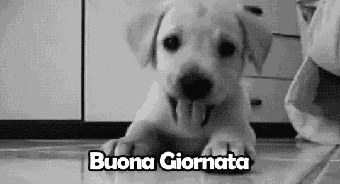 Buona Giornata Buon Giorno Cagnolino Labrador GIF