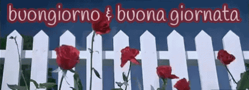 Buongiorno Buona Giornata Buon Giorno Buongiorno Per Tutto Il Giorno GIF
