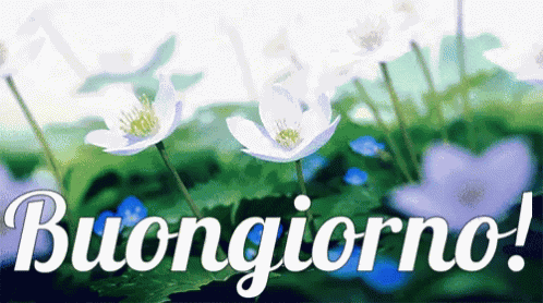 Buongiorno Felice Giorno Buona Giornata A Tutti Buon Giorno Svegliarsi Buondì GIF