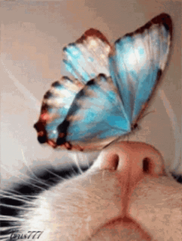 Buttefly Images GIF