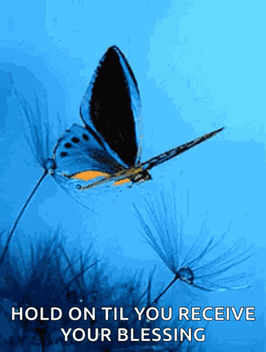 Buttefly Images GIF