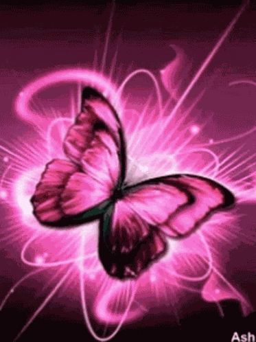 Butterflies Beautiful GIF