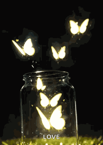 Butterflies Butterfly GIF