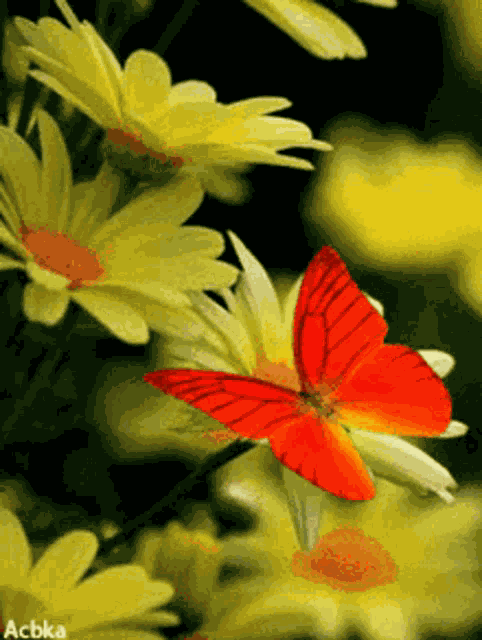 Butterflies GIF