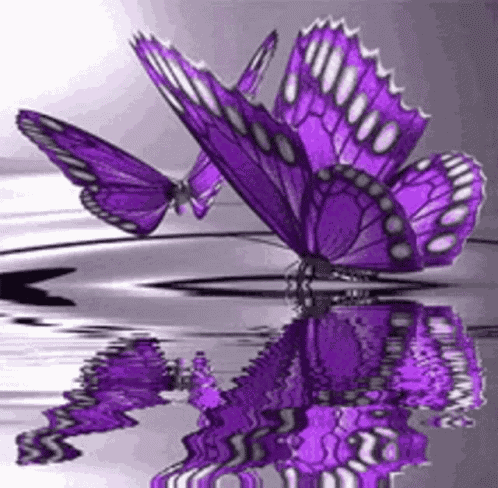 Butterflies GIF