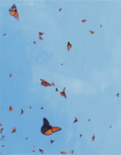 Butterfly Aesthetic GIF