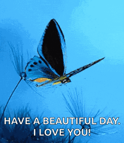 Butterfly Blue Butt GIF
