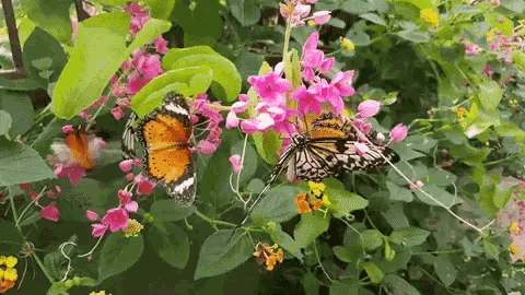 Butterfly Butterflies GIF