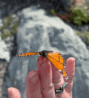 Butterfly Butterflies GIF