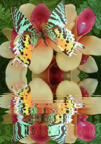 Butterfly Flower GIF
