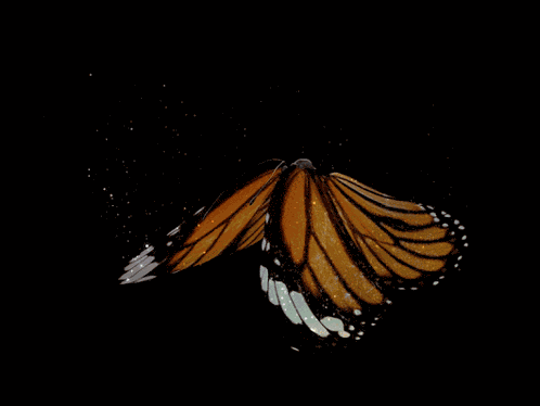 Butterfly Flying GIF