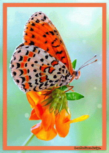 Butterfly Happy GIF