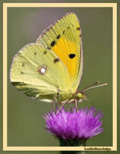 Butterfly Happy GIF