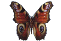 Butterfly Sticker
