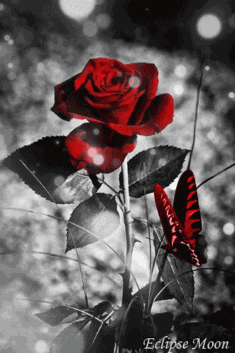 Butterfly Roses GIF