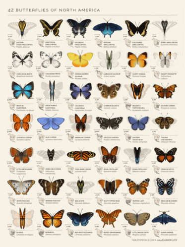 Butterfly Spring GIF