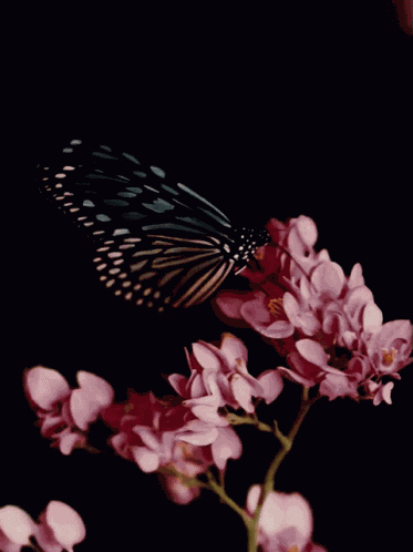 Butterfly GIF
