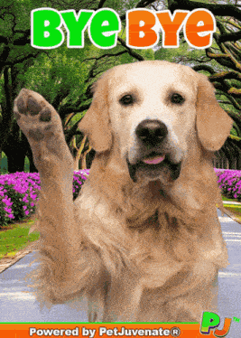 Bye Bye Pj Petjuvenate Goodbye Cute Funny GIF