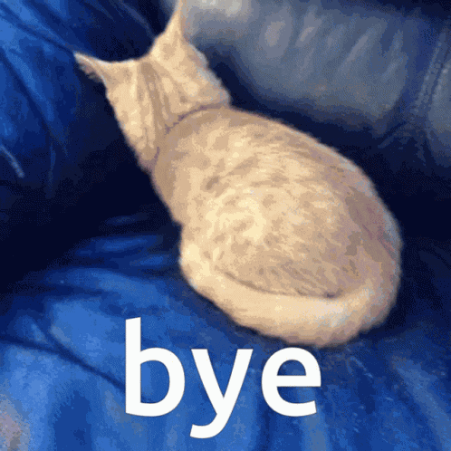 Bye Cat Bye GIF