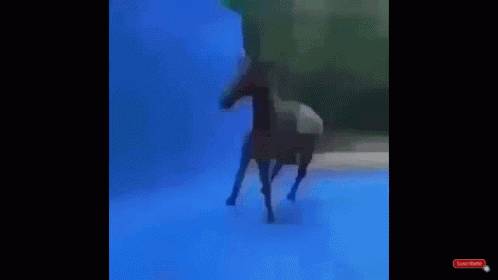 Caballo Loco GIF